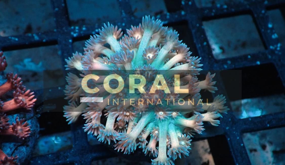 CV. CORAL INTERNATIONAL